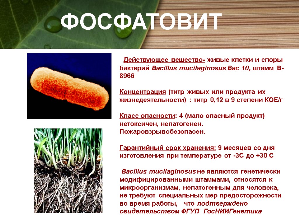 ФОСФАТОВИТ Действующее вешество- живые клетки и споры бактерий Bacillus mucilaginosus Bac 10, штамм В-8966